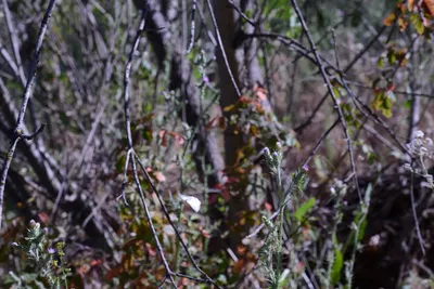 DSC_2029 (Large).JPG